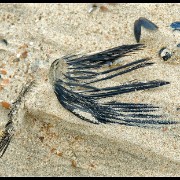 oostende05