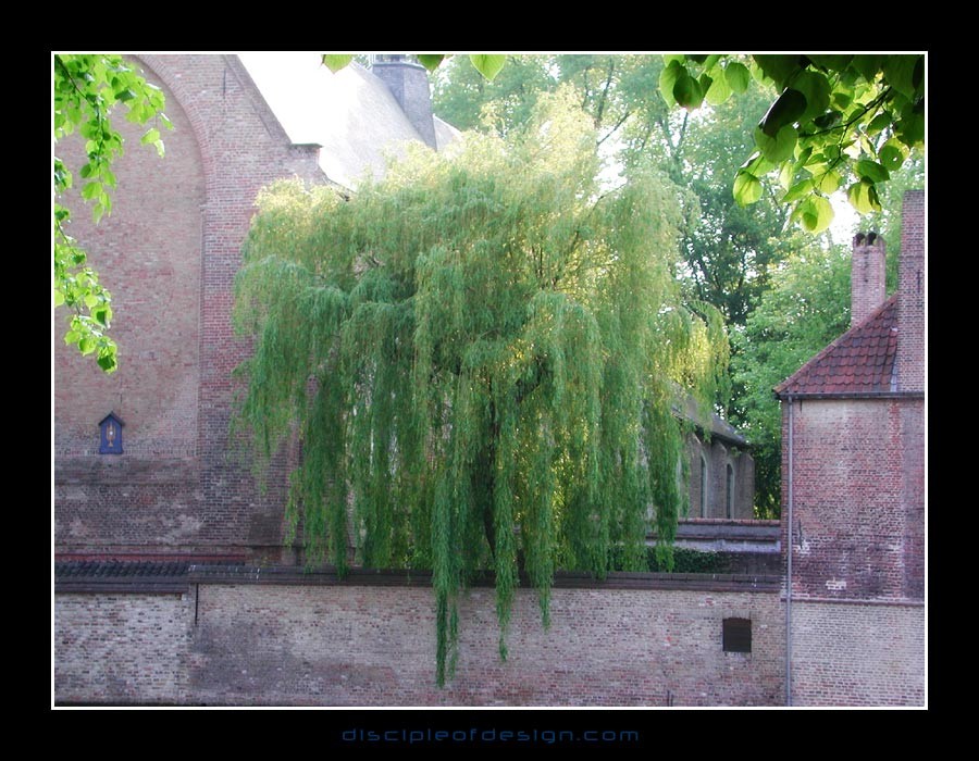 bruggetree01