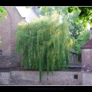 bruggetree01