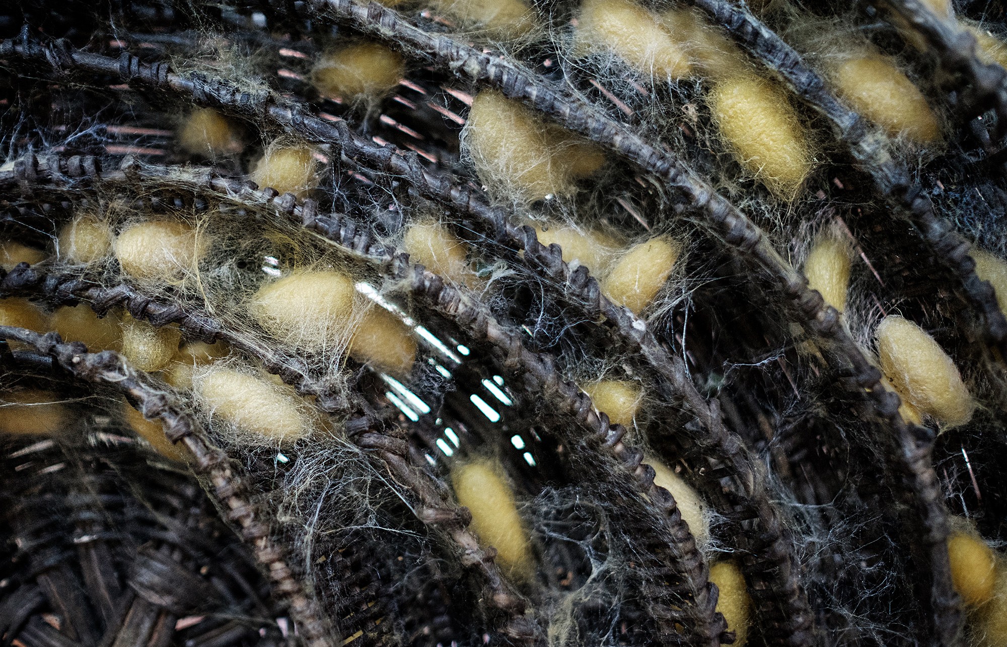 silk04b