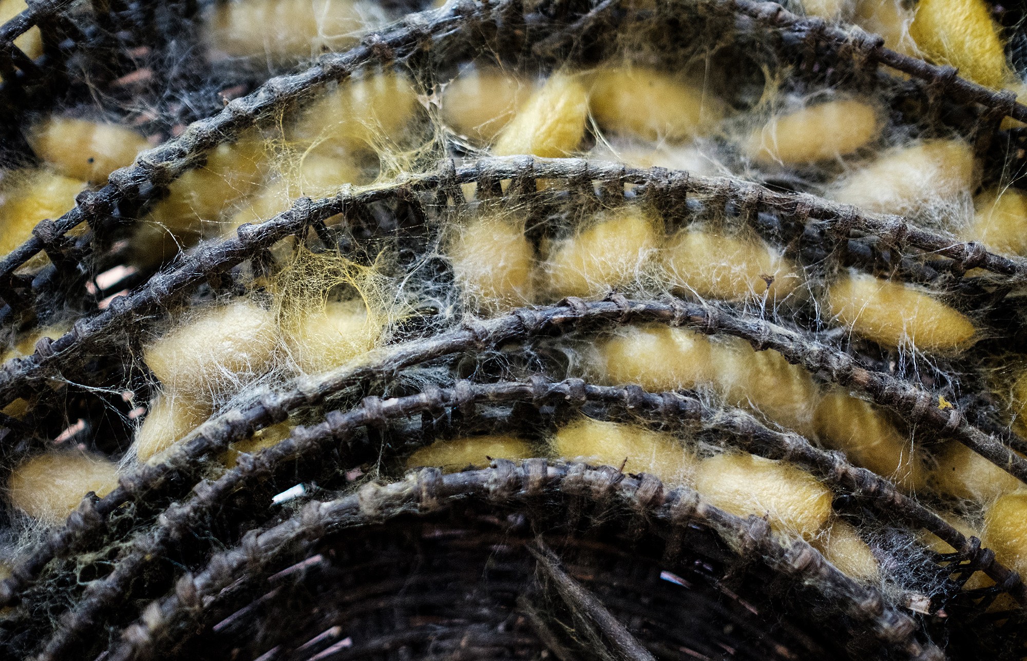 silk05b