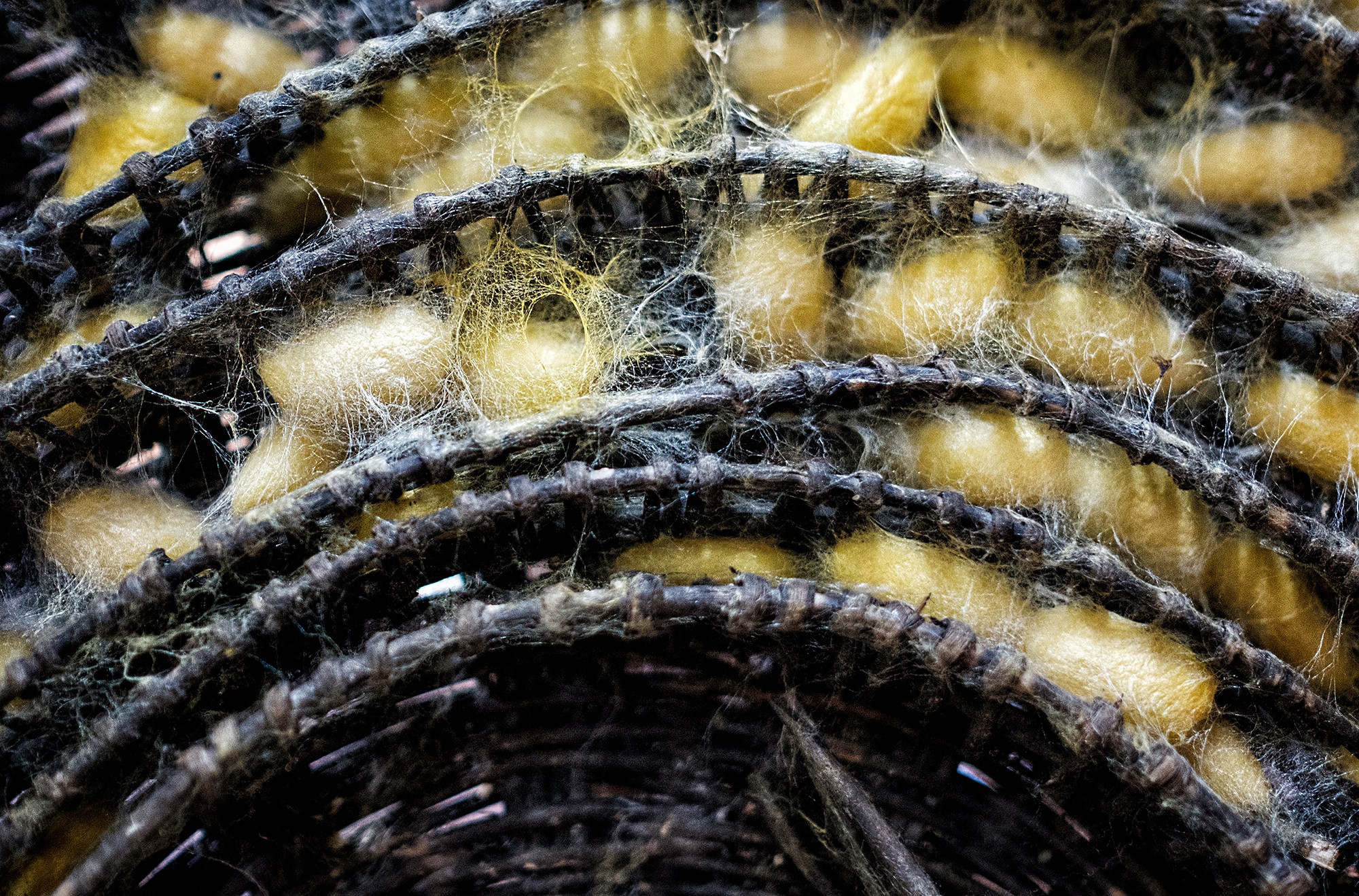 silk06b