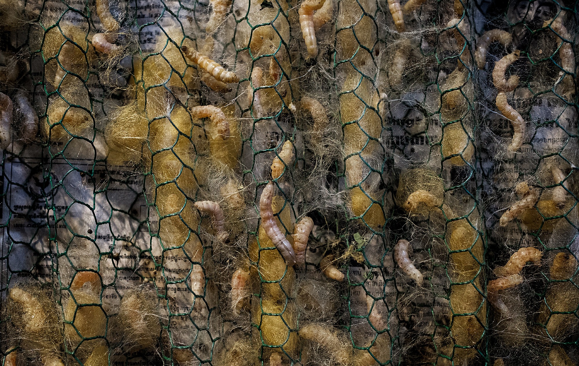 silk08b