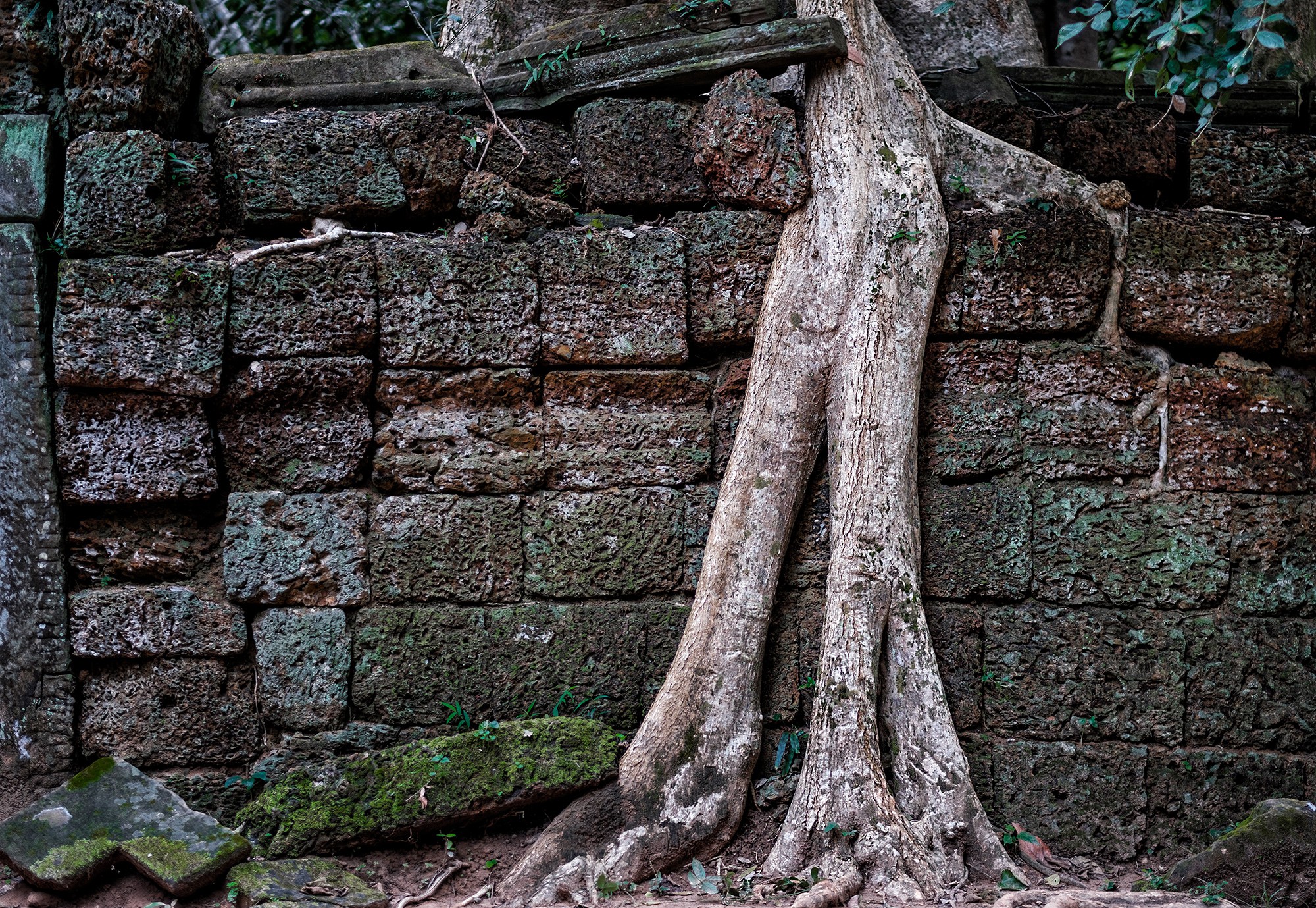 taprohm04b