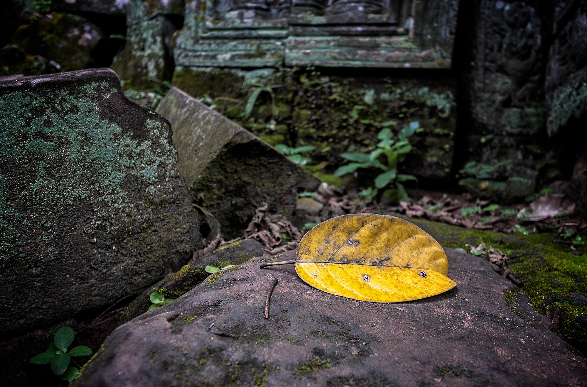 taprohm12b