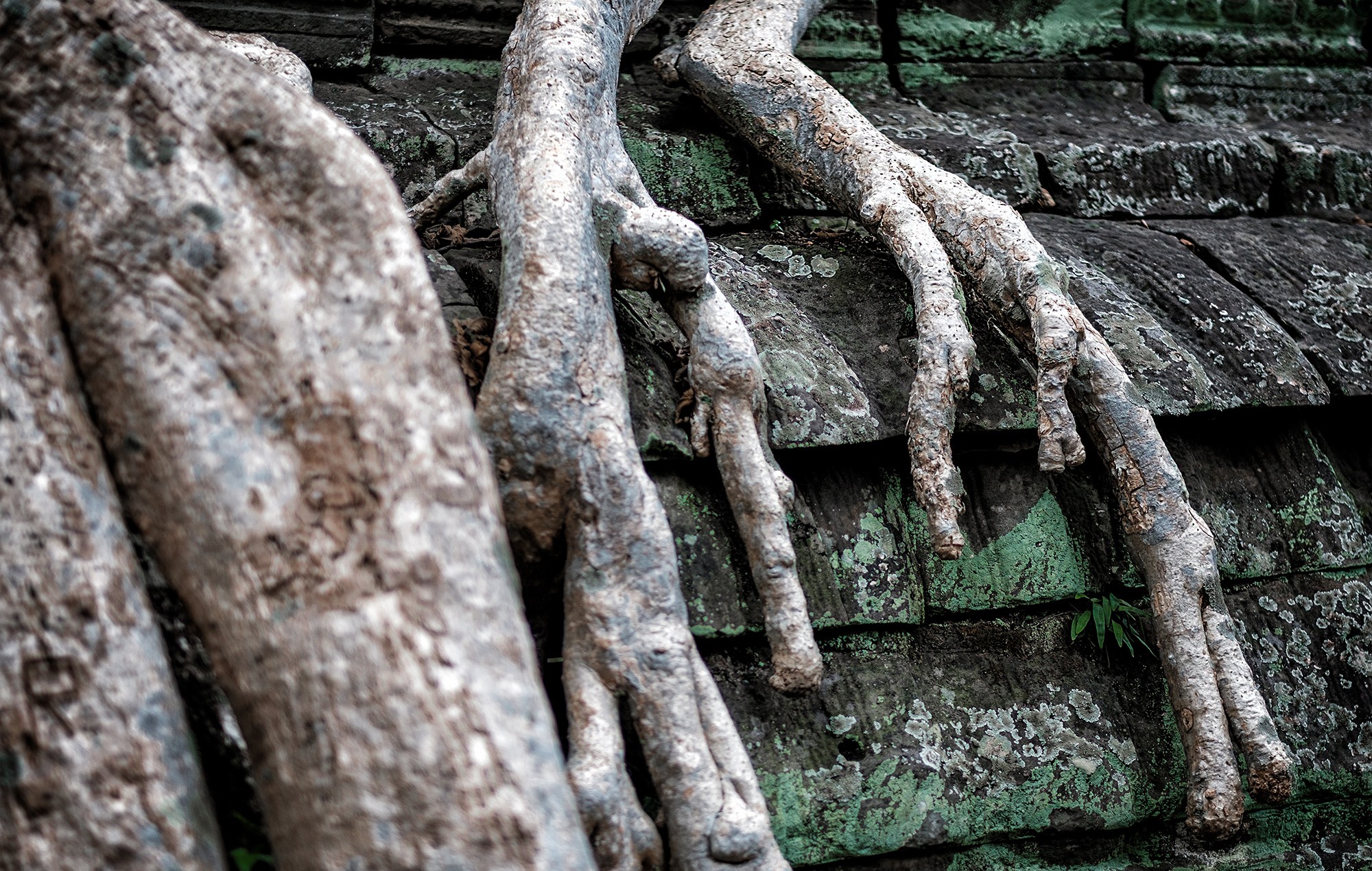 taprohm44b
