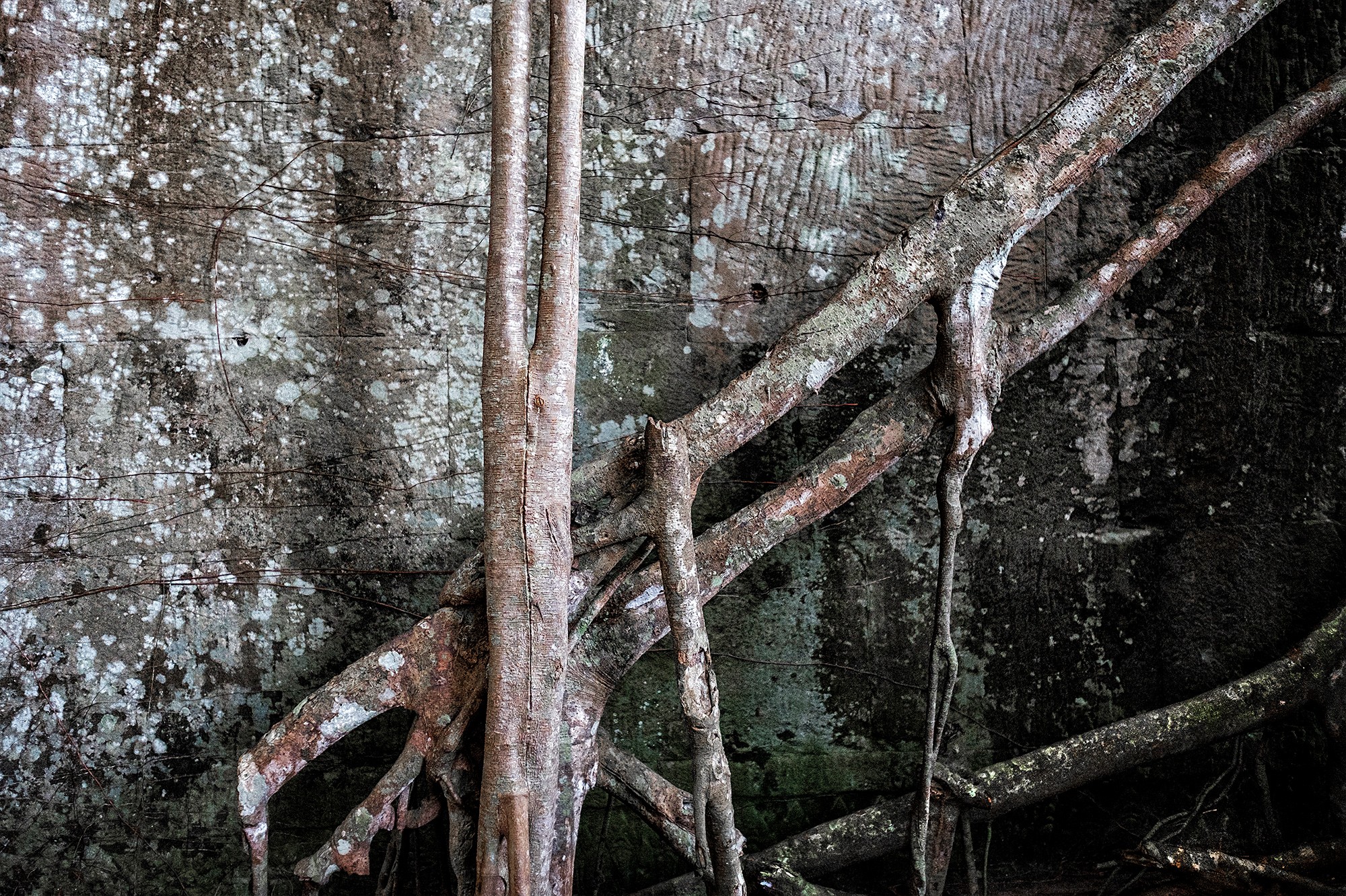 taprohm55b