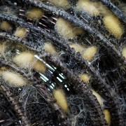 silk04b