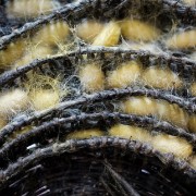 silk05b