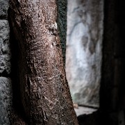 taprohm06b
