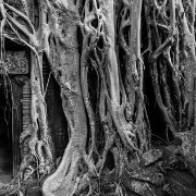 taprohm27b