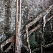 taprohm55b