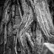 taprohm60b