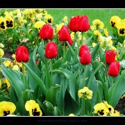 rothgarden05