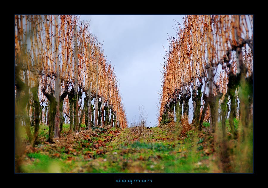 rudesheim03