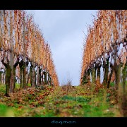 rudesheim03