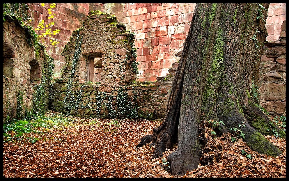 heidelberg11