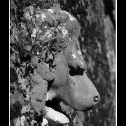 lionface01