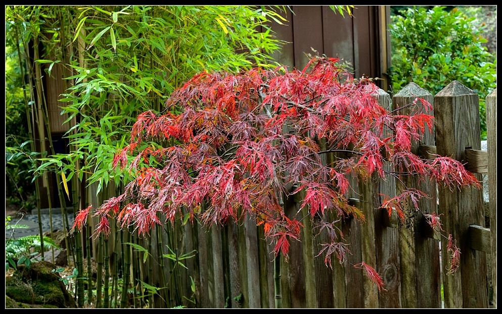 sfgarden15
