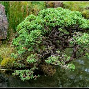 sfgarden12