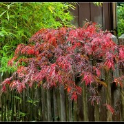 sfgarden15