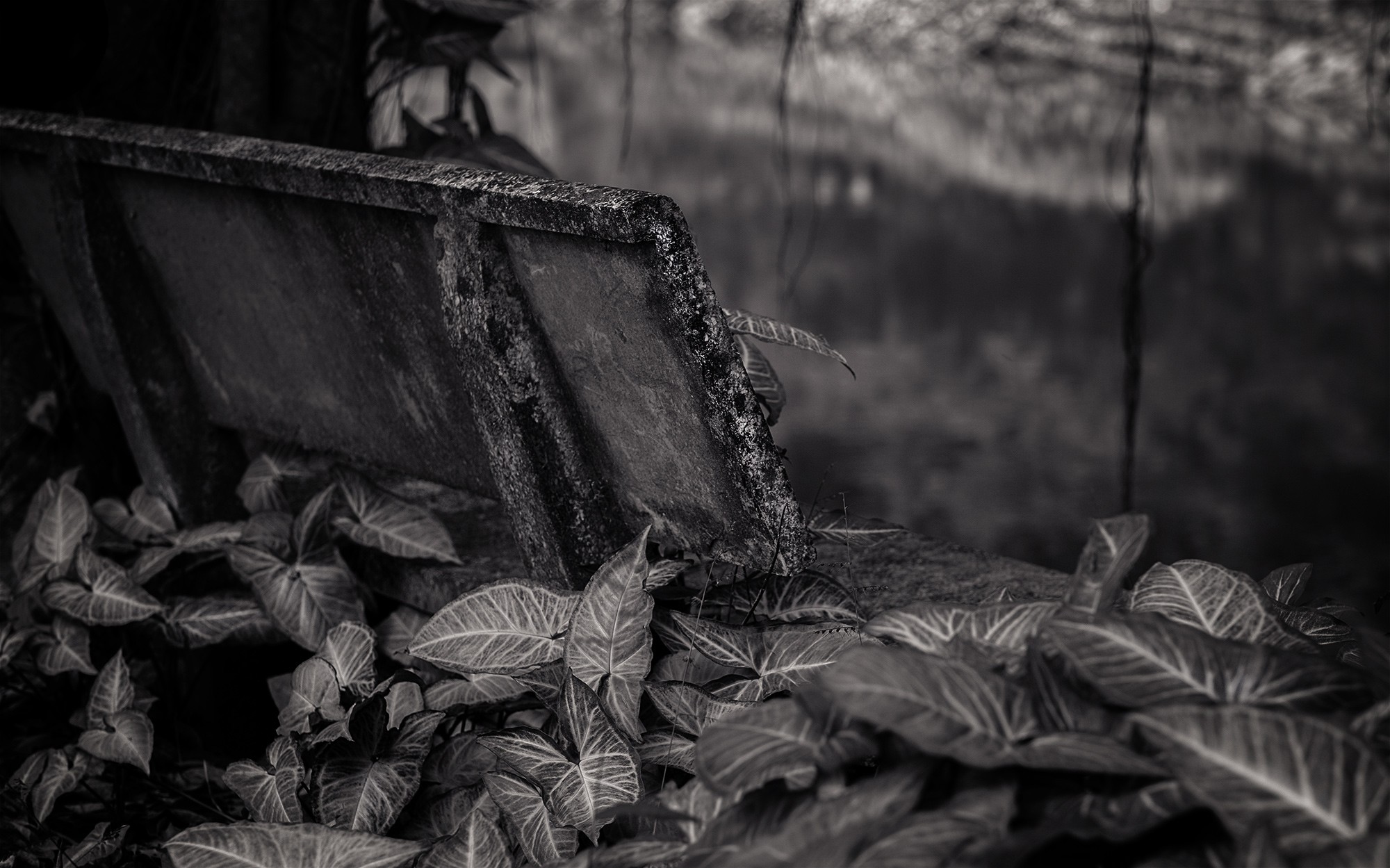 trangan07b