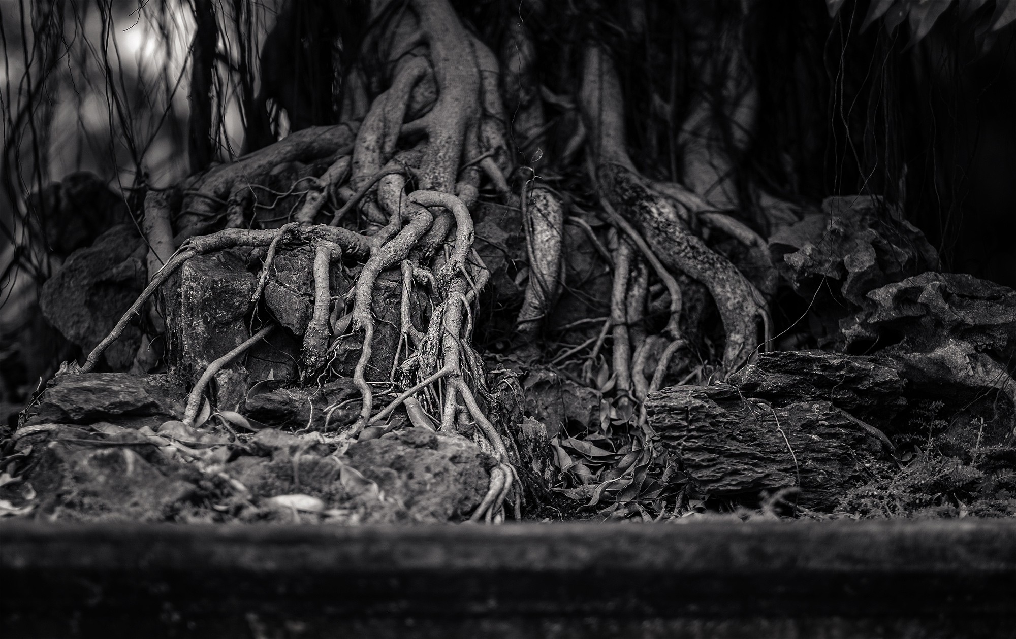 trangan19b