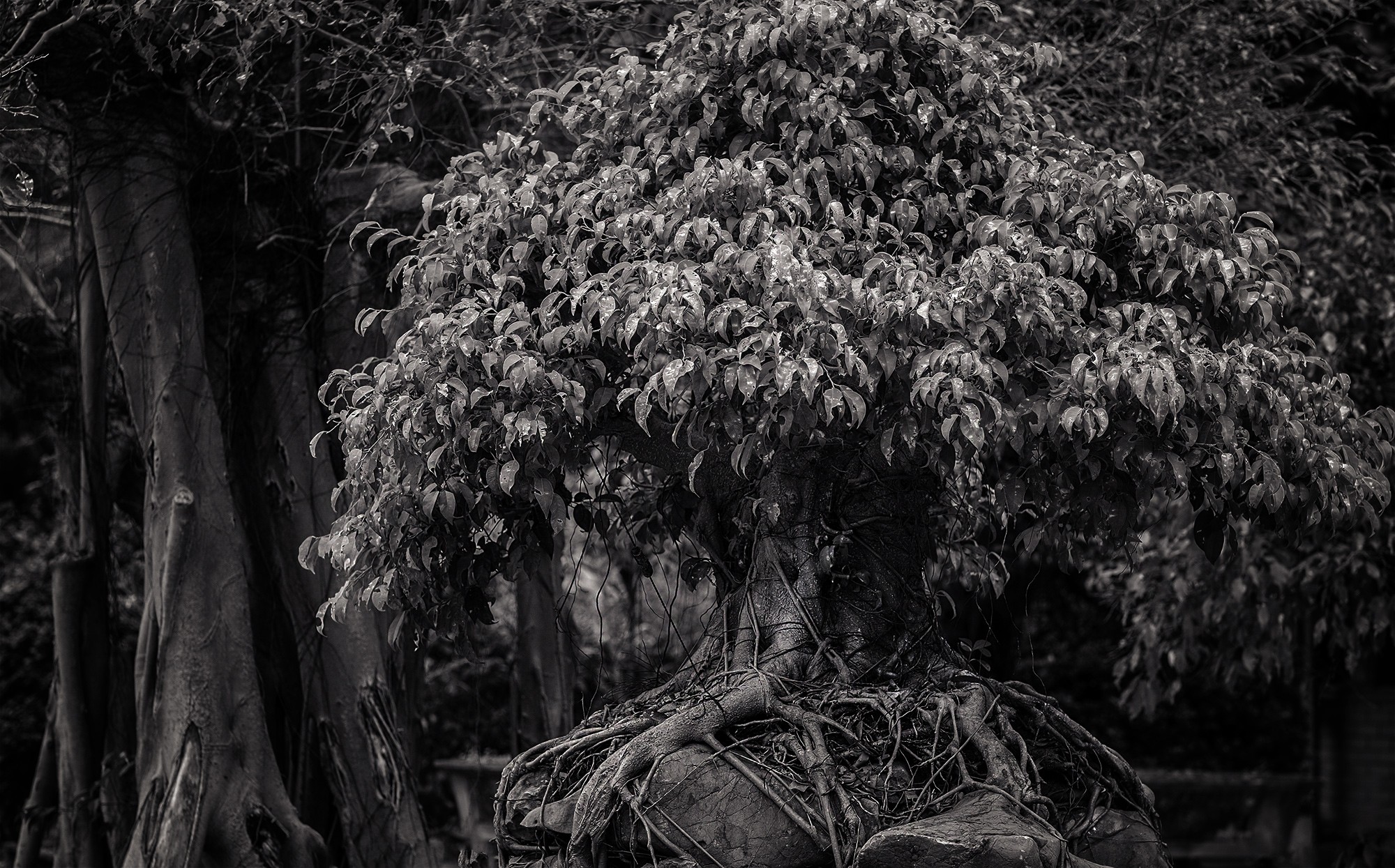 trangan20b