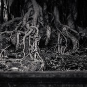 trangan19b
