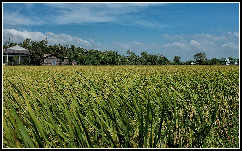 hcmc58